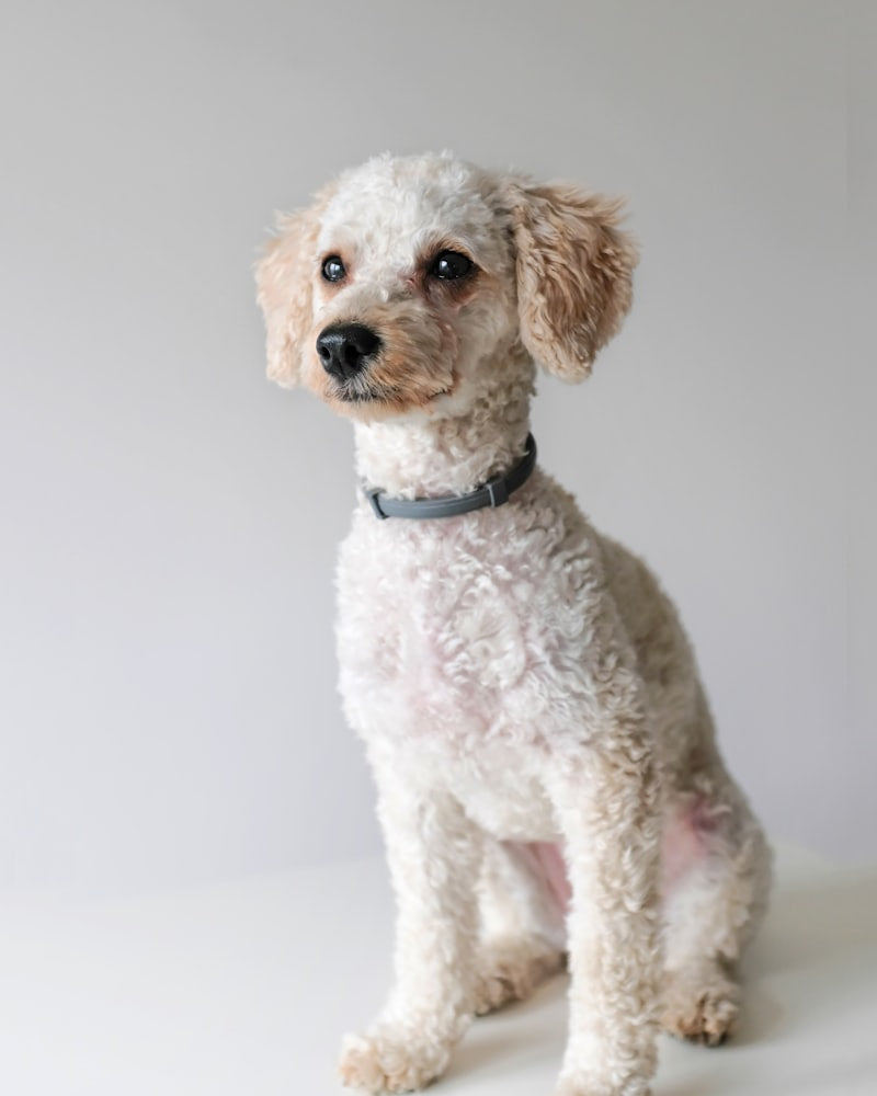 White dog on white background - Dog Walk Kits collection