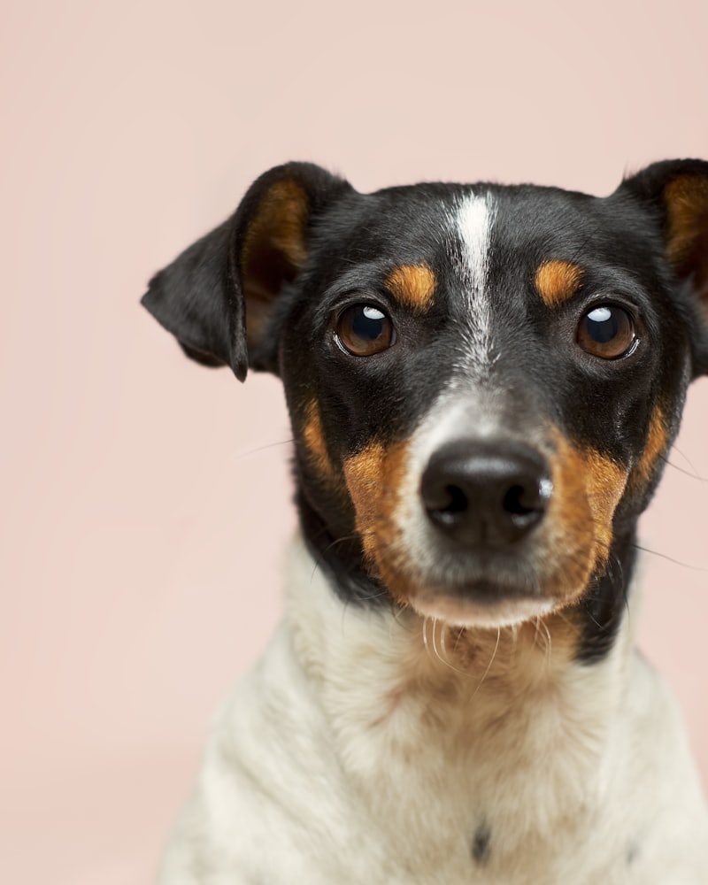 Dog on white background - Dog Essentials collection