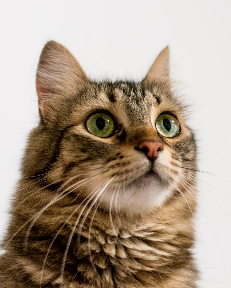 Tabby cat on white background - Cat Essentials collection
