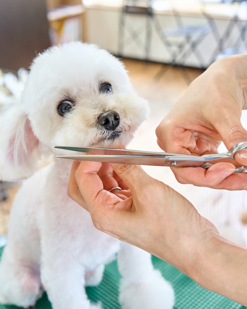 Dog being groomed on white background - Grooming collection