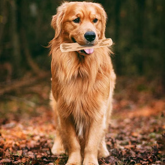 Natural Coffee Wood Dog Chew Stick